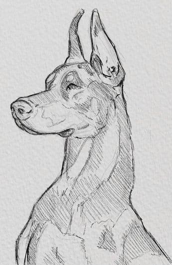 Doberman sketch